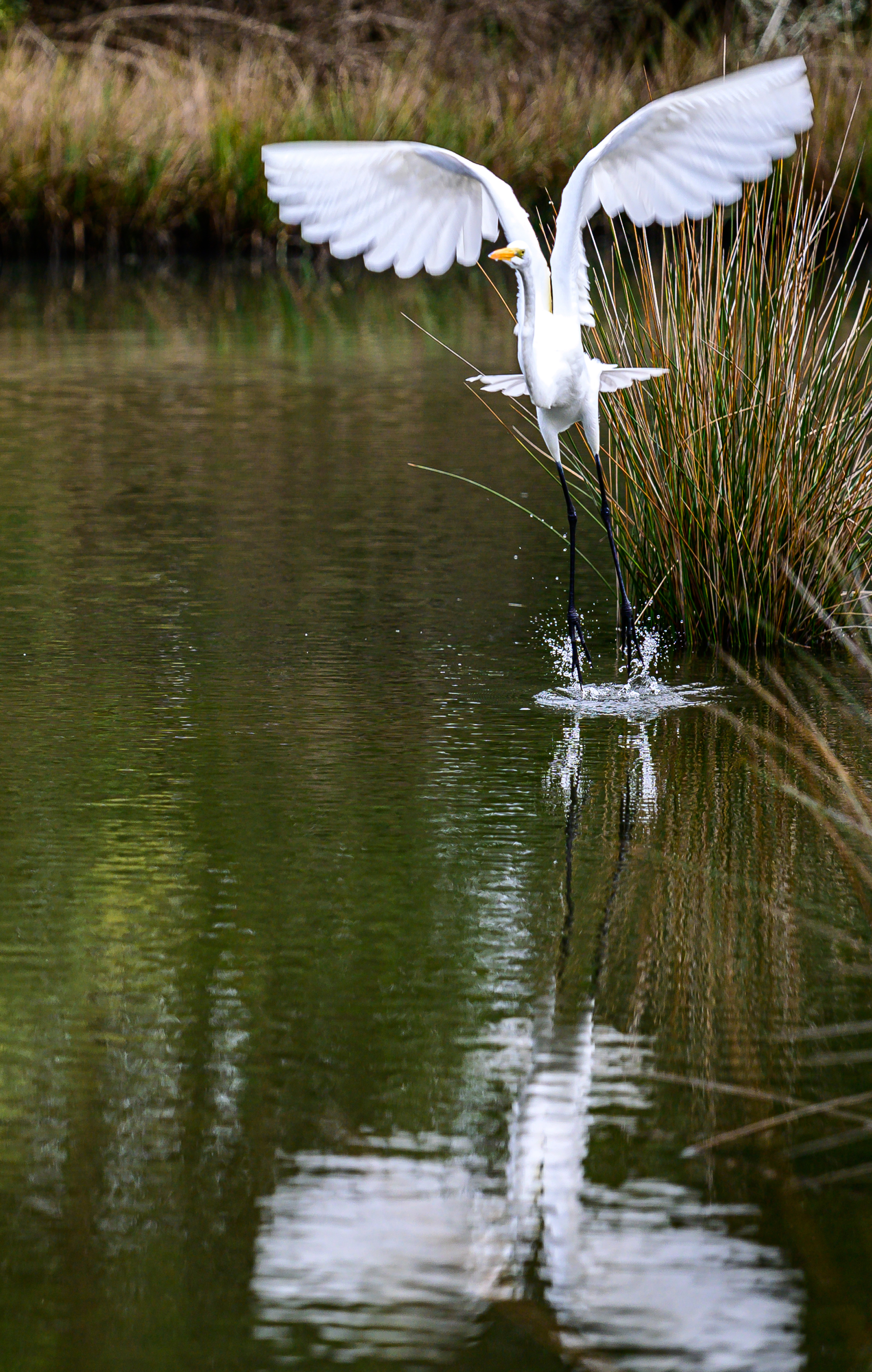 Bird over the pond
